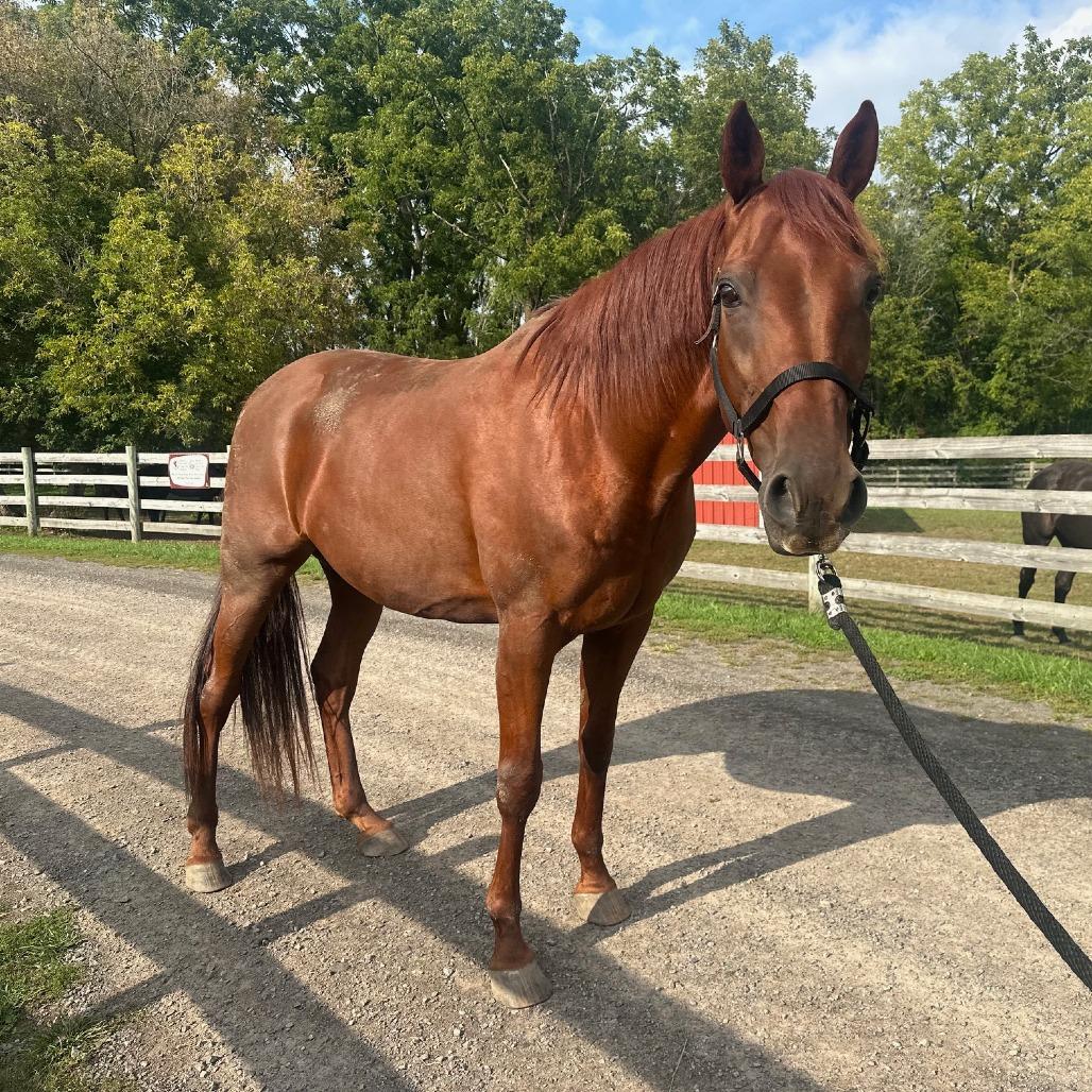 Fig (Bag of Figs), Adoptable, Senior Male Standardbred.