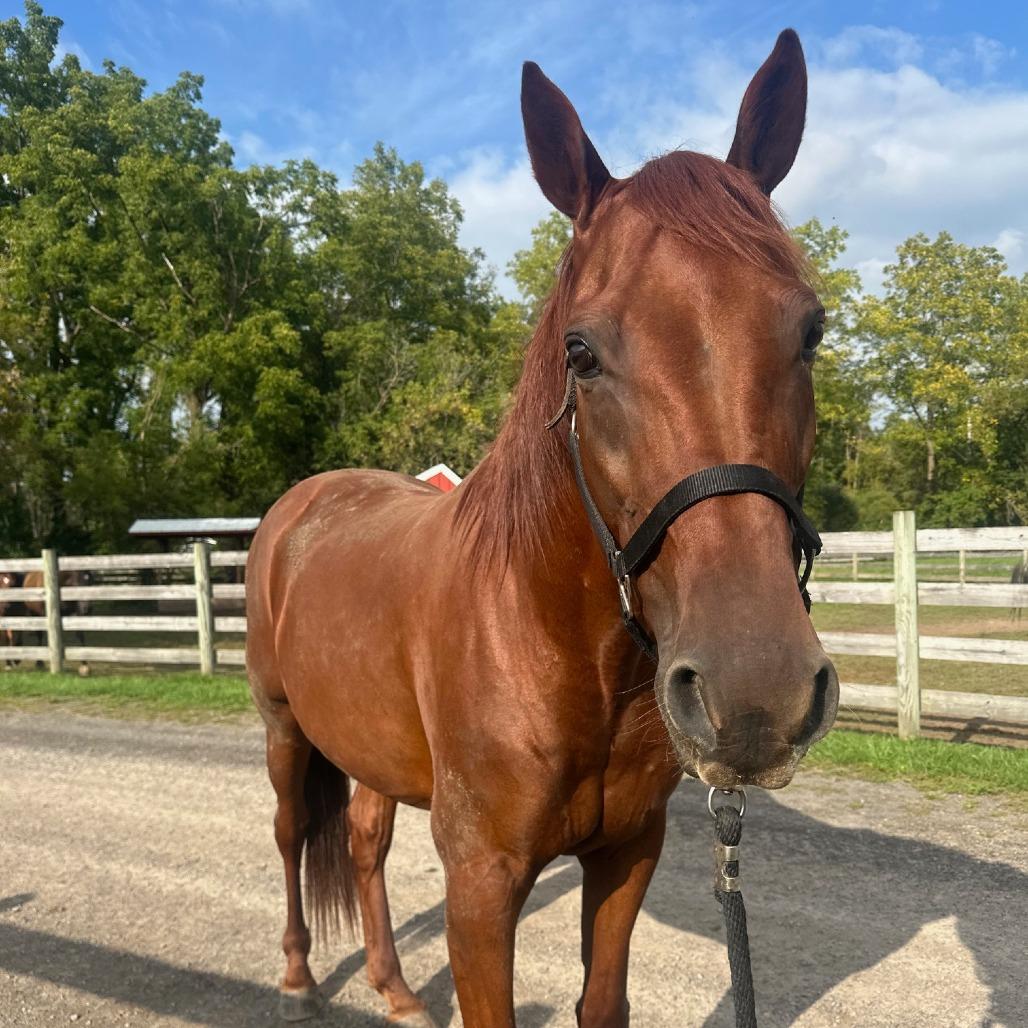 Enlarge Fig (Bag of Figs), a Adoptable Standardbred in Fairport, NY image 2/4