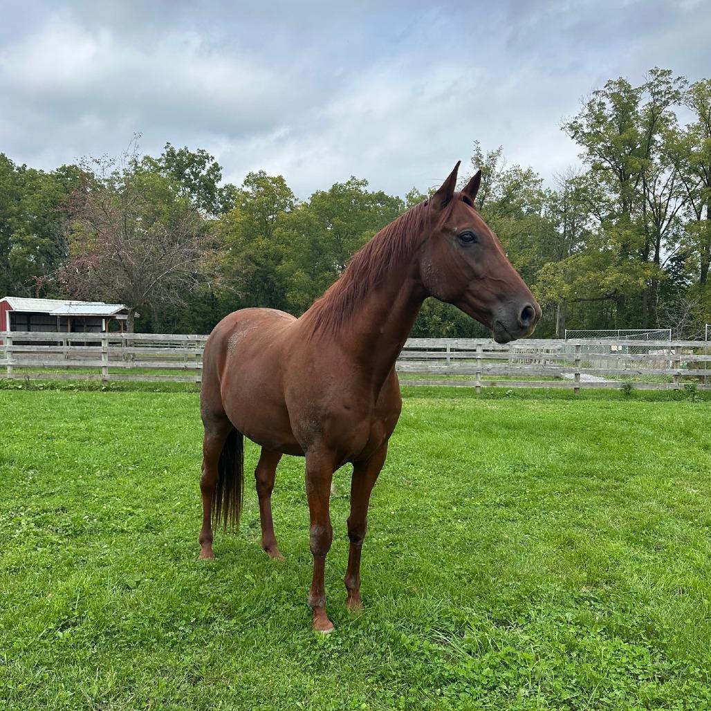 Enlarge Fig (Bag of Figs), a Adoptable Standardbred in Fairport, NY image 3/4