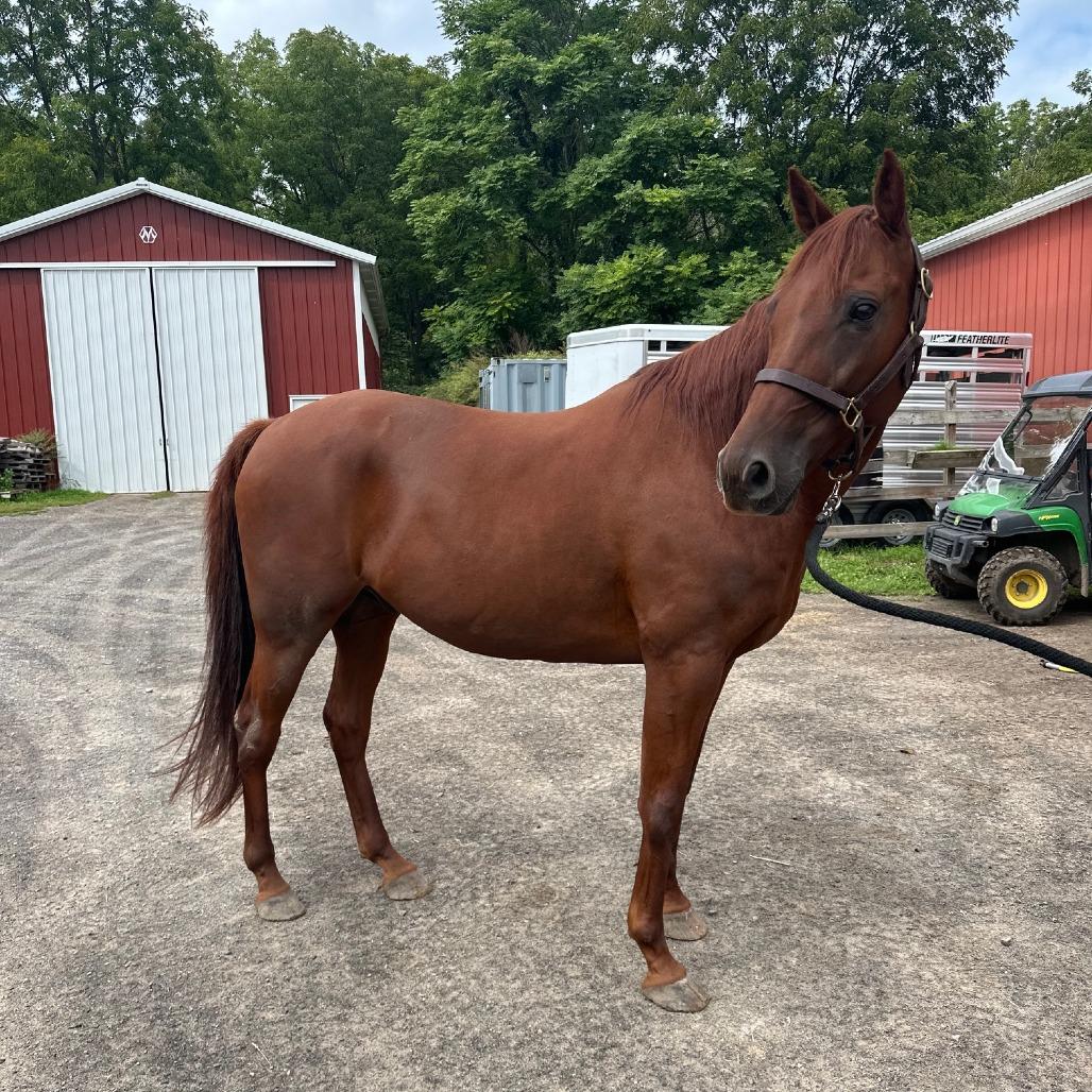 Enlarge Fig (Bag of Figs), a Adoptable Standardbred in Fairport, NY image 4/4