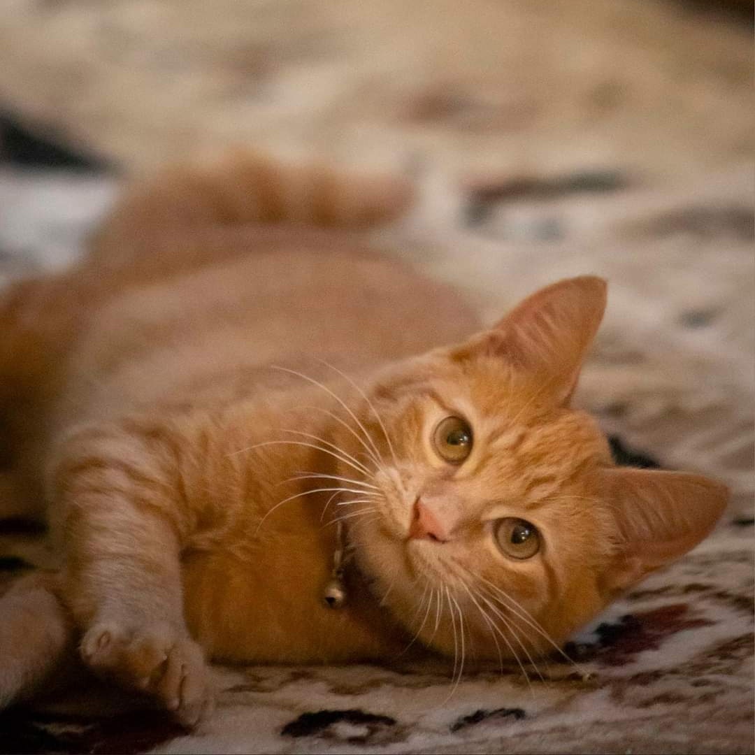 Cat for adoption Marmalade, a Domestic Short Hair Mix in Pittsburgh