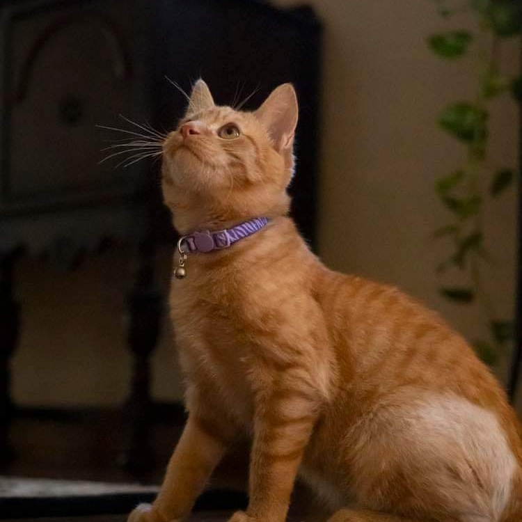 Cat for adoption Marmalade, a Domestic Short Hair Mix in Pittsburgh