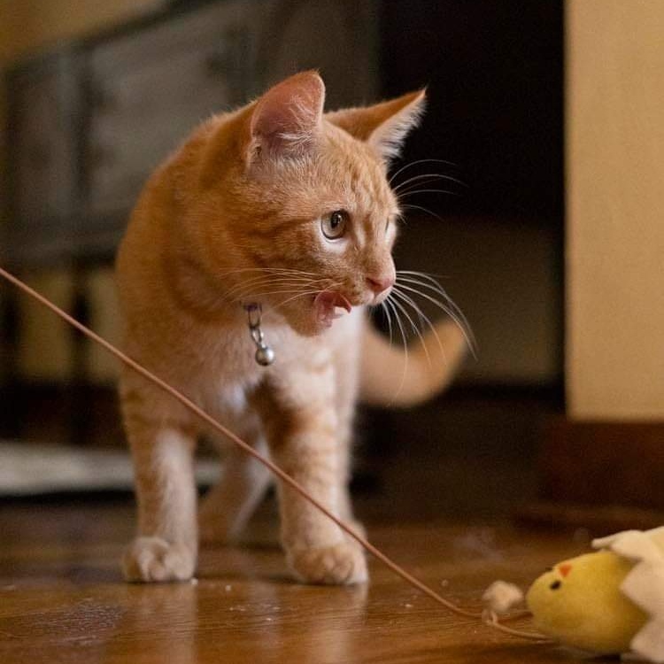 Cat for adoption Marmalade, a Domestic Short Hair Mix in Pittsburgh