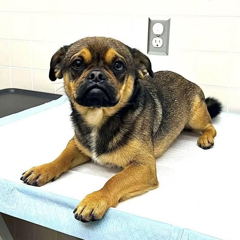 Enlarge KENT, a ADOPTABLE mixed breed in Arroyo Grande, CA image 1/5