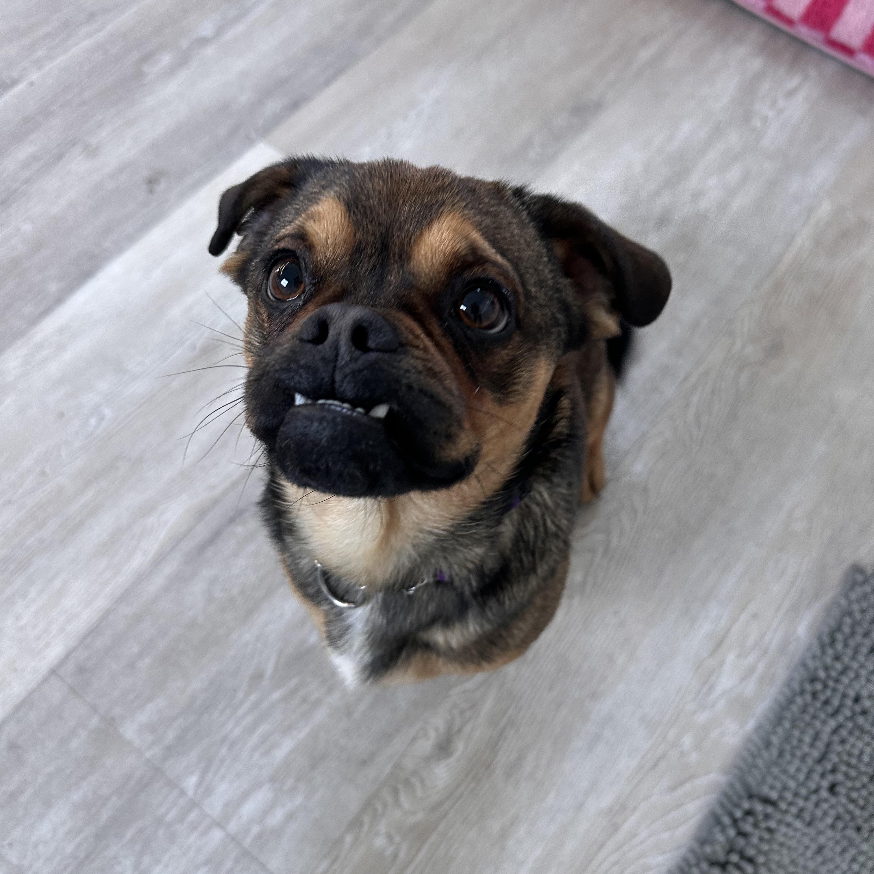 Enlarge KENT, a ADOPTABLE mixed breed in Arroyo Grande, CA image 4/5