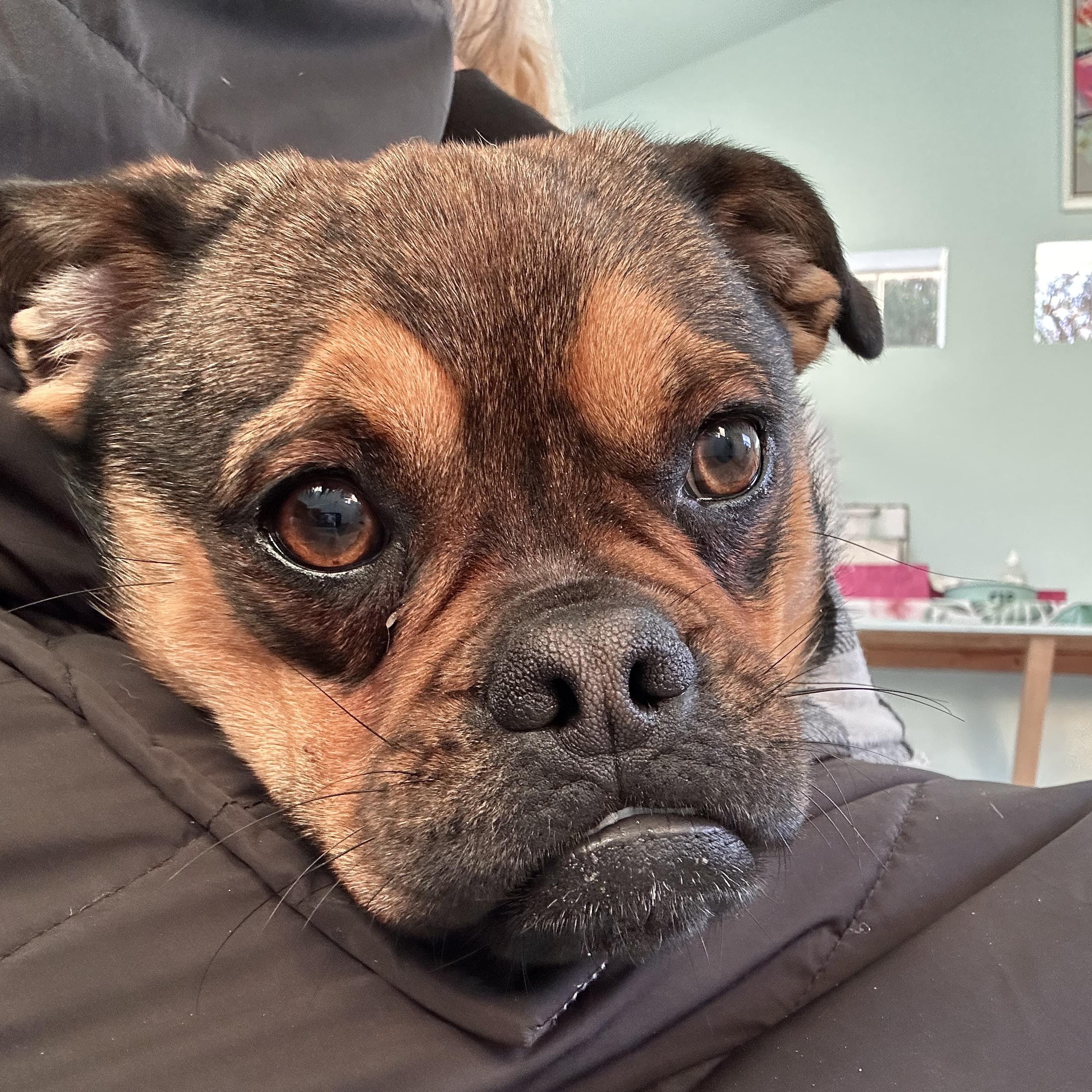 Enlarge KENT, a ADOPTABLE mixed breed in Arroyo Grande, CA image 2/5