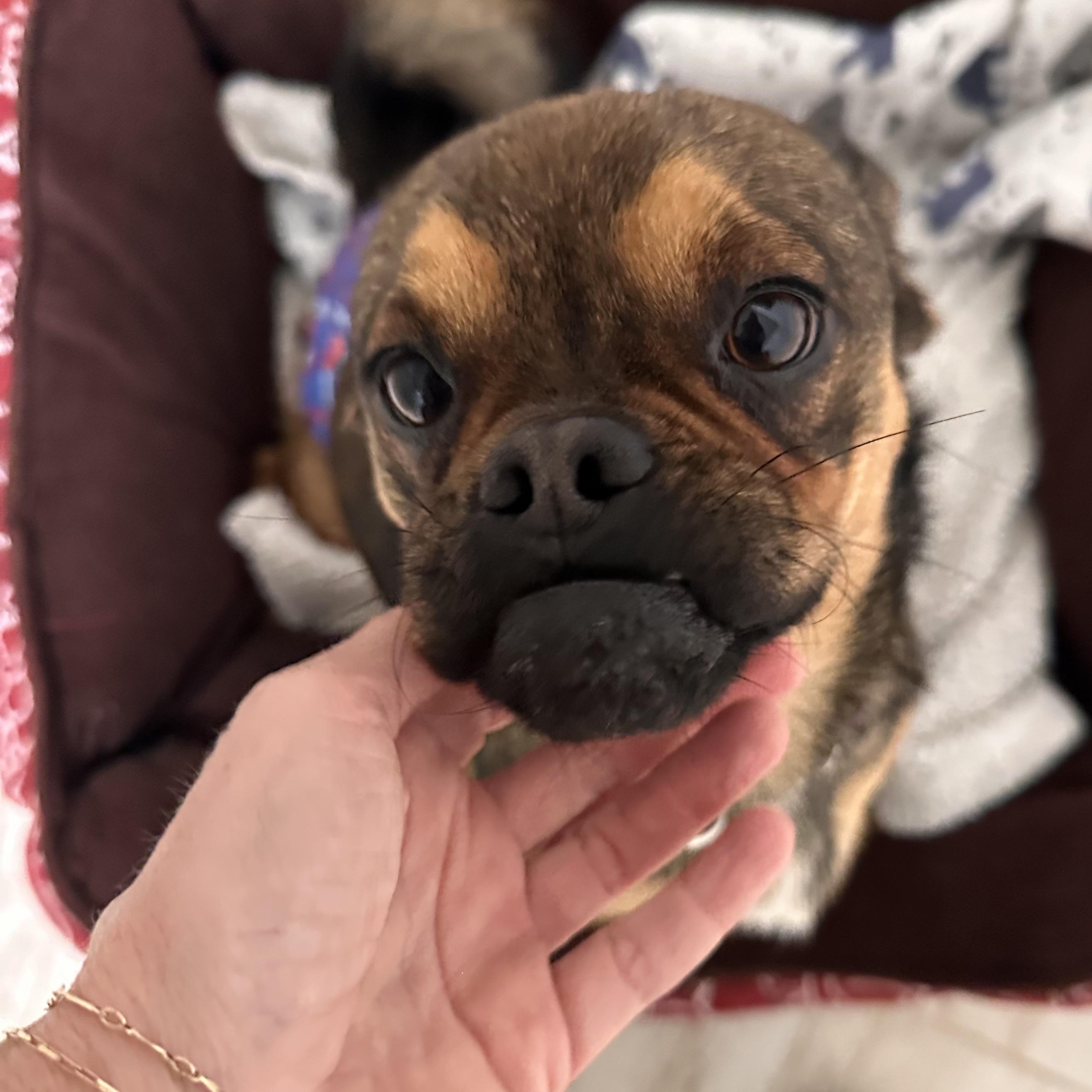 Enlarge KENT, a ADOPTABLE mixed breed in Arroyo Grande, CA image 5/5