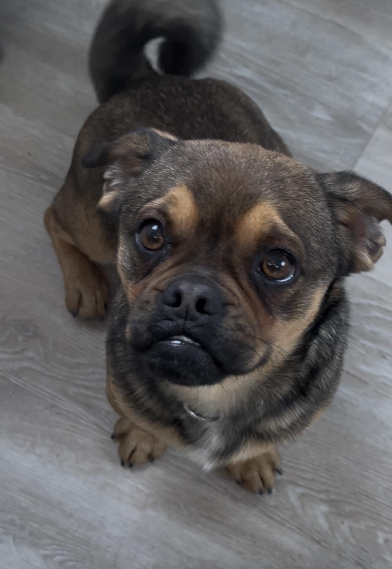 Enlarge KENT, a ADOPTABLE mixed breed in Arroyo Grande, CA image 3/5