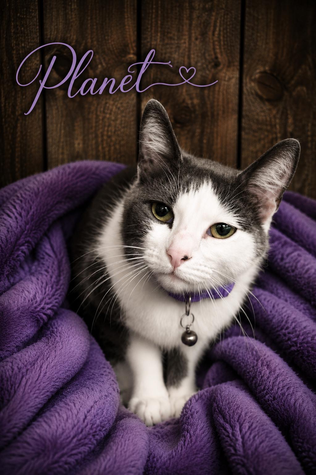Planet, ADOPTABLE, Young Female Domestic Short Hair.