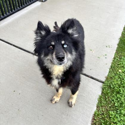 Tara, Adoptable, Adult Female Siberian Husky & Pomeranian.