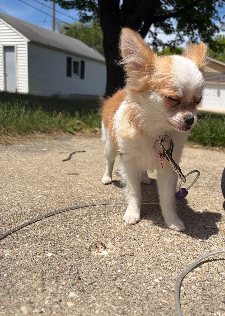 Gigi - ADOPTION PENDING, Adoptable, Young Female Chihuahua & Pomeranian.