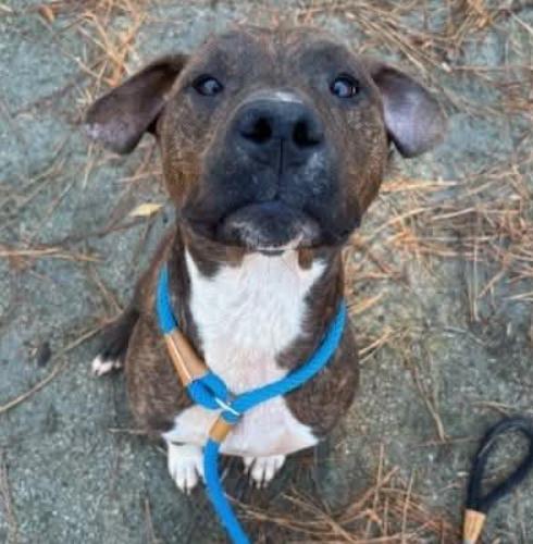 Sully, Adoptable, Young Male Hound & Mixed Breed.