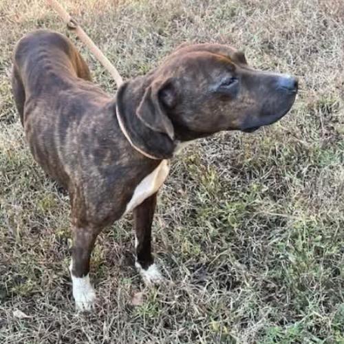 Enlarge Sully, a Adoptable mixed breed in Washington, DC image 3/5