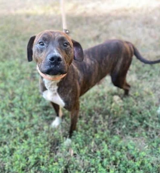 Enlarge Sully, a Adoptable mixed breed in Washington, DC image 2/5