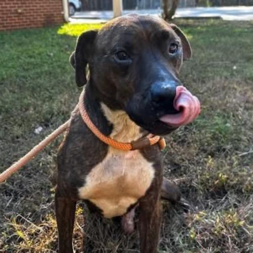 Enlarge Sully, a Adoptable mixed breed in Washington, DC image 4/5