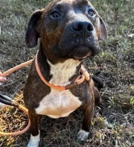 Enlarge Sully, a Adoptable mixed breed in Washington, DC image 5/5