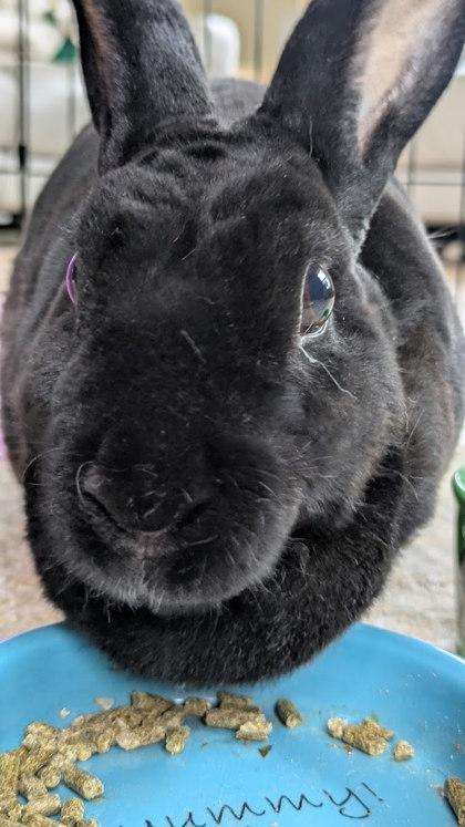 Galena, Adoptable, Adult Female Mini Rex & Bunny Rabbit.