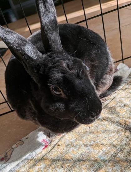 Enlarge Galena, a Adoptable mixed breed in New Hope, PA image 2/2