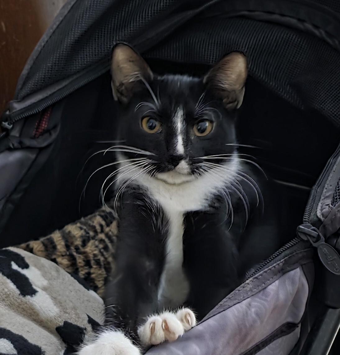 Enlarge Miss Moppet/Mittens, a Adoptable Domestic Short Hair in New York, NY image 2/3