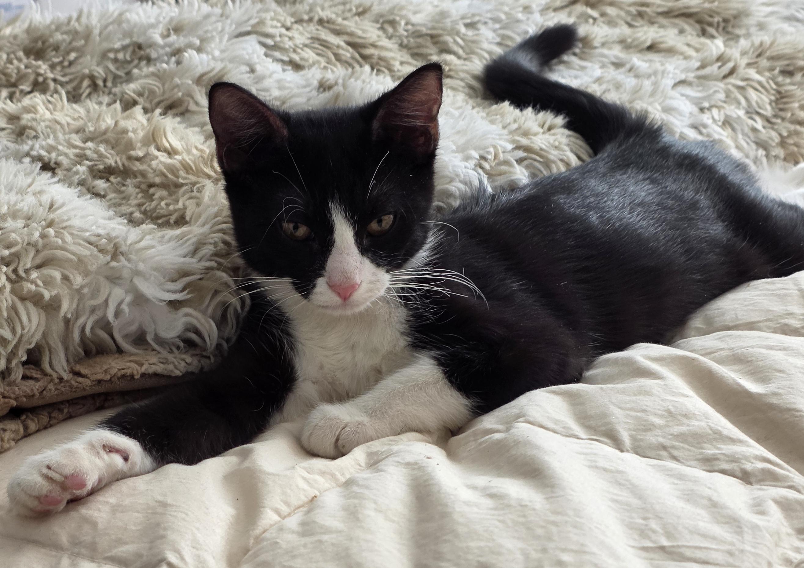 Enlarge Miss Moppet/Mittens, a Adoptable Domestic Short Hair in New York, NY image 1/3