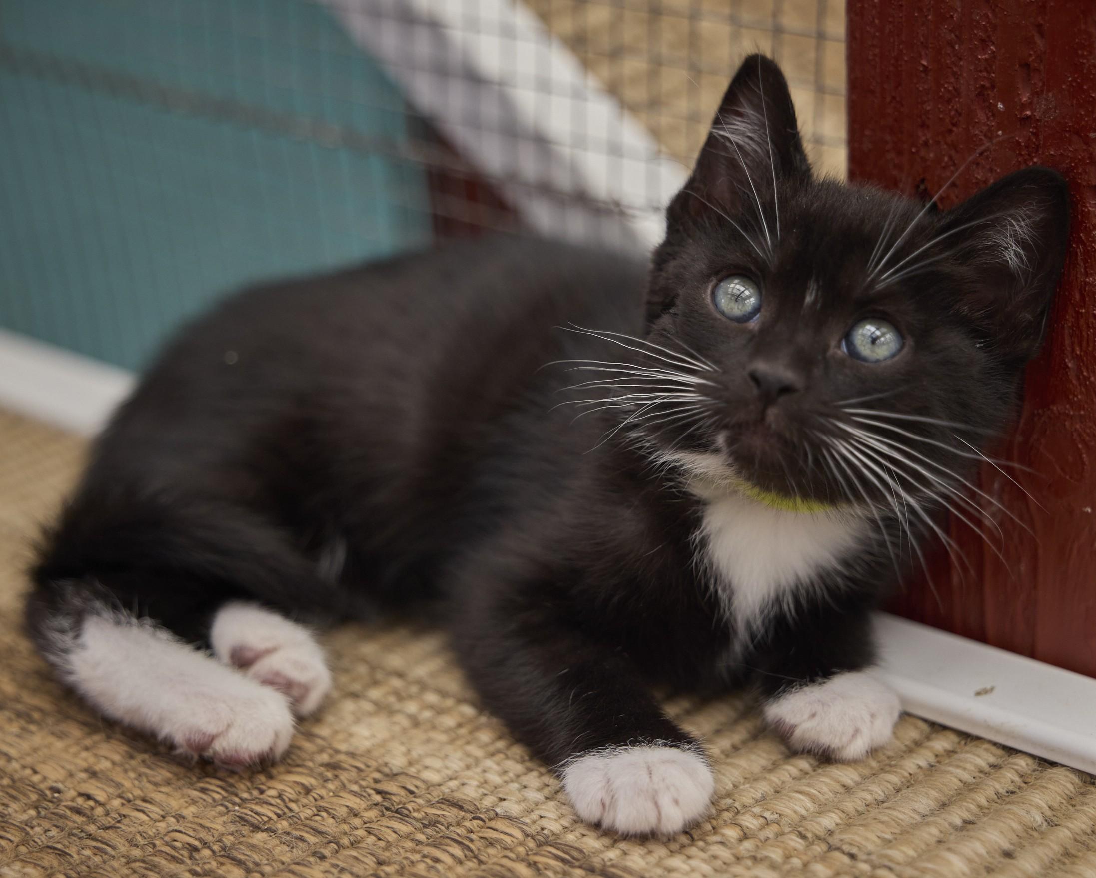 Enlarge Twyla, an adopted Domestic Short Hair in Santa Barbara, CA image 1/1