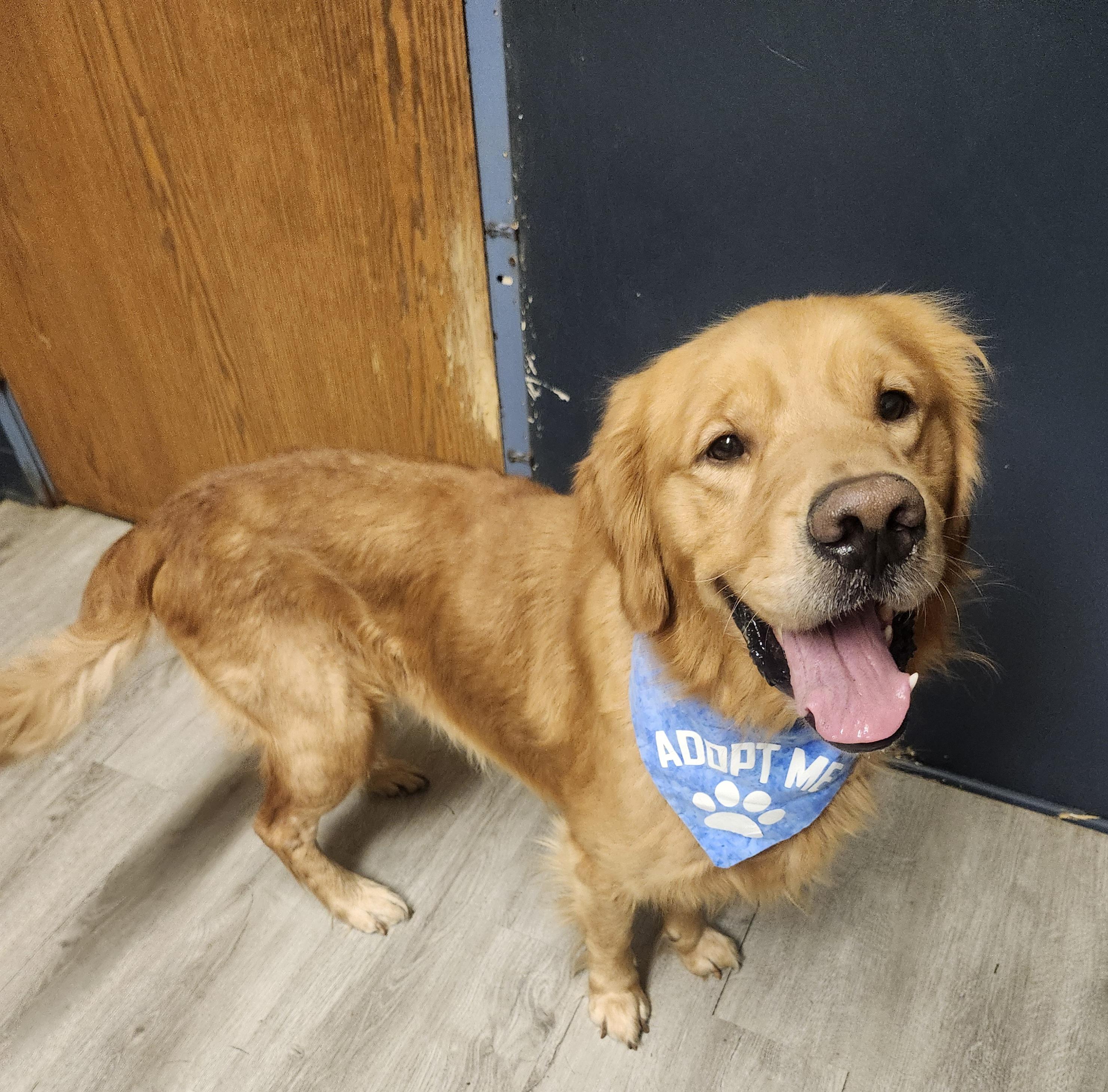 McDevitt, Adopted, Adult Male Golden Retriever.