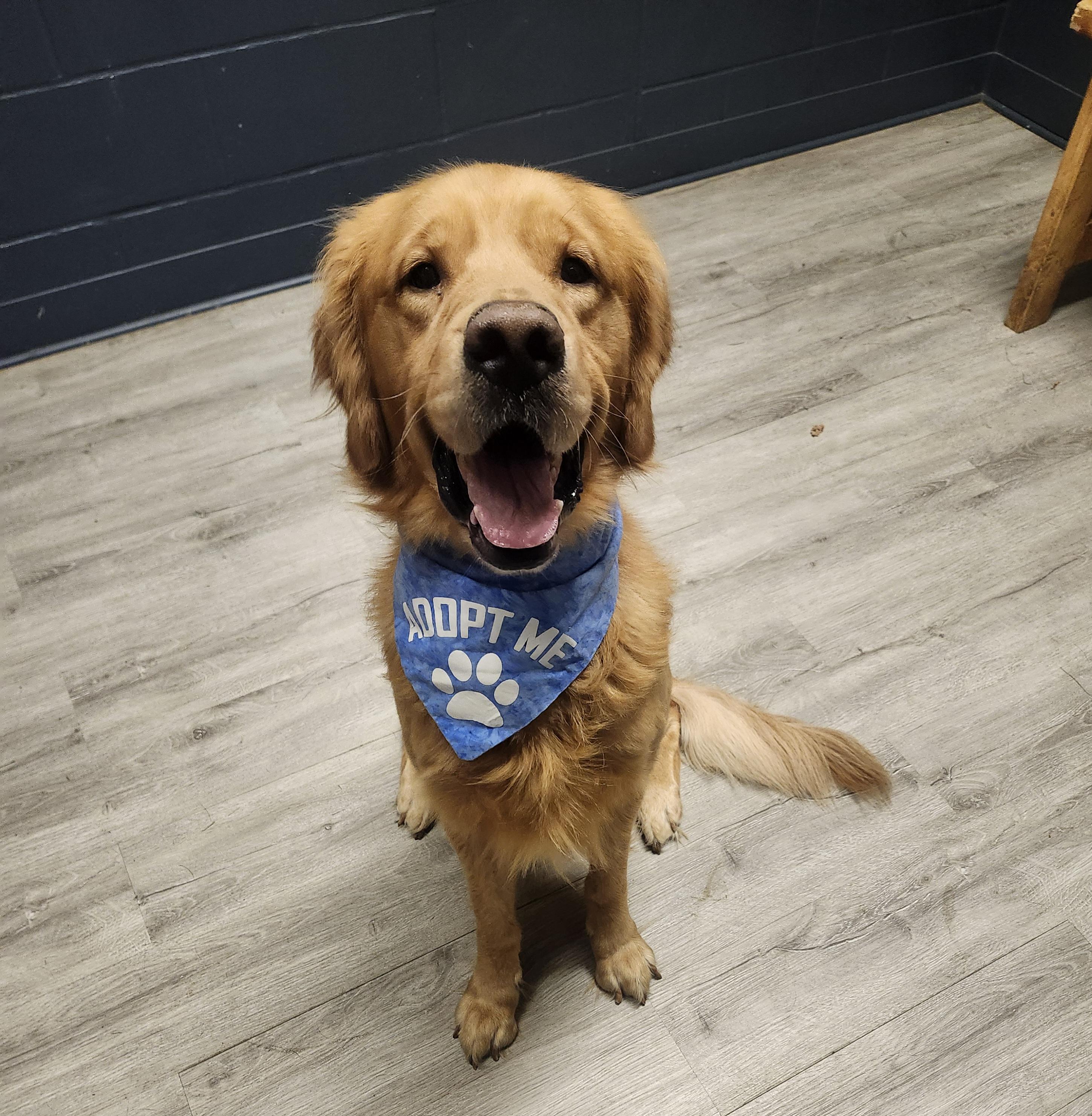 Enlarge McDevitt, a Adopted Golden Retriever in Mansfield, OH image 2/4