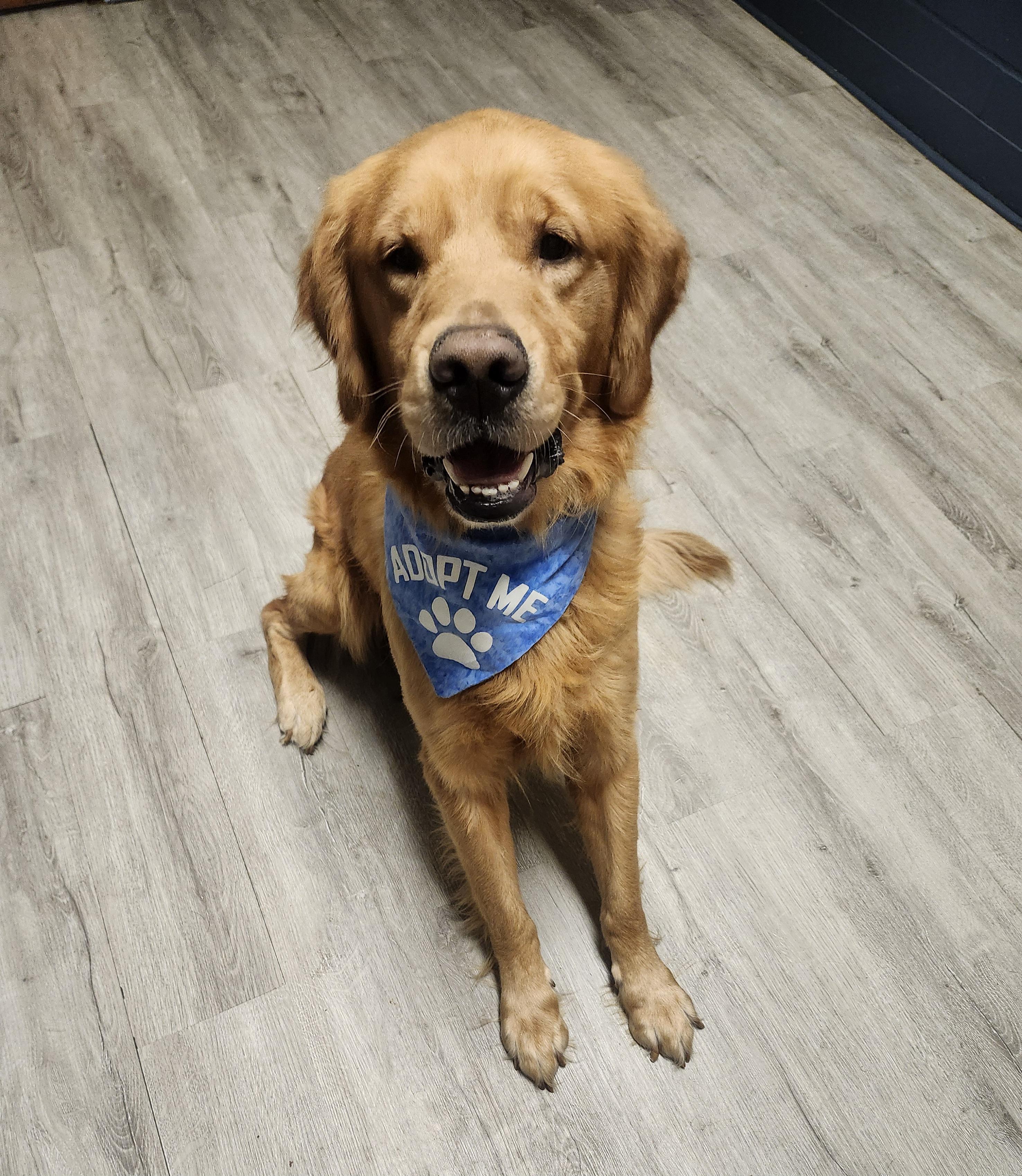 Enlarge McDevitt, a Adopted Golden Retriever in Mansfield, OH image 4/4