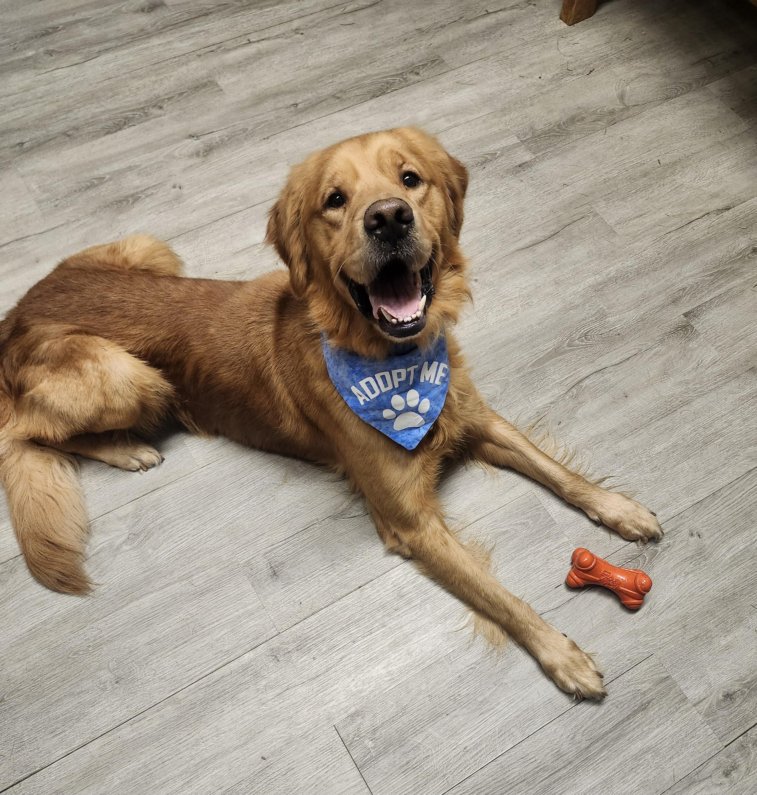 Enlarge McDevitt, a Adopted Golden Retriever in Mansfield, OH image 3/4