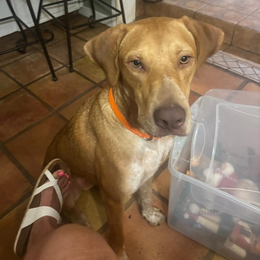 Willie, ADOPTABLE, Young Male Vizsla & Labrador Retriever.
