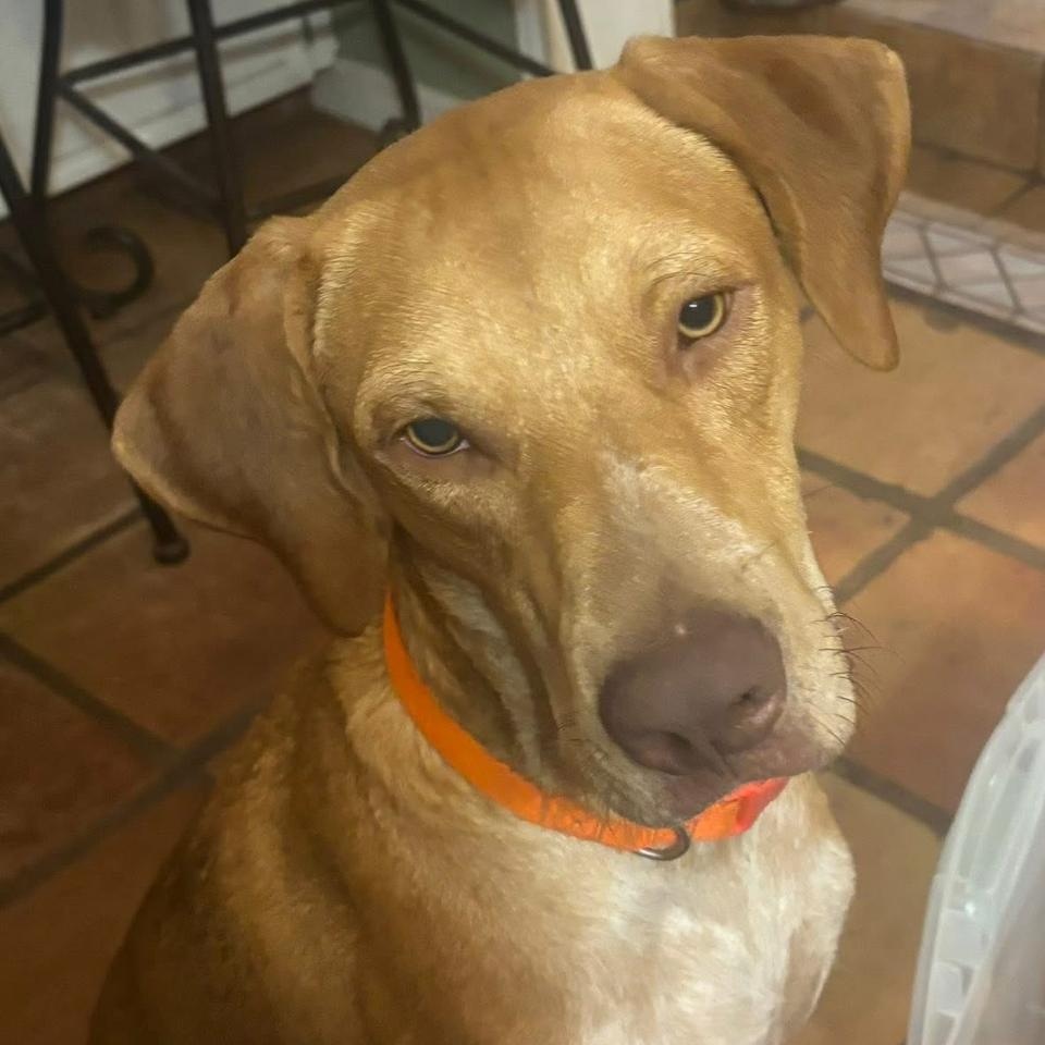 Willie, a ADOPTABLE mixed breed in Marble Falls, TX image 2/3