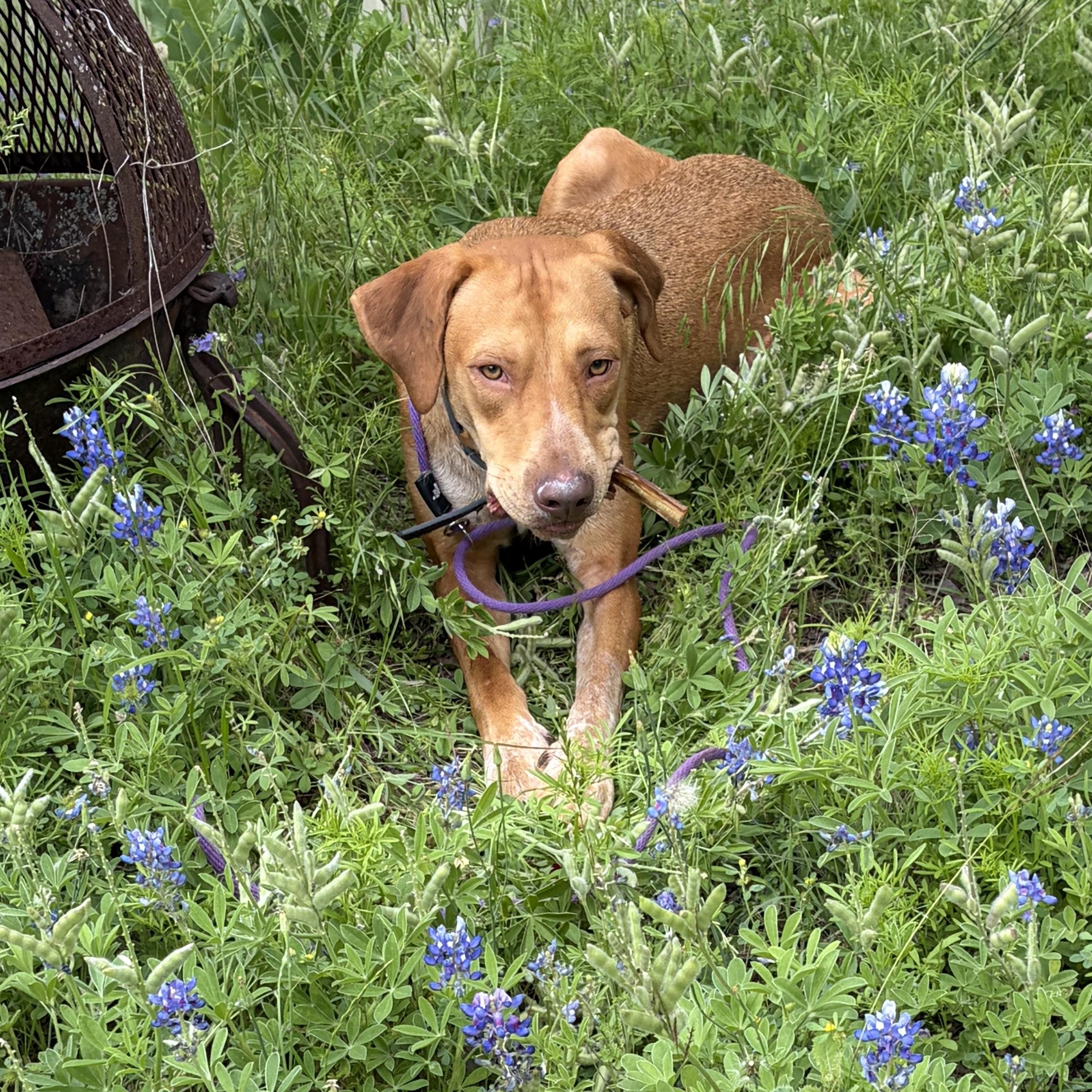 Willie, a ADOPTABLE mixed breed in Marble Falls, TX image 3/3
