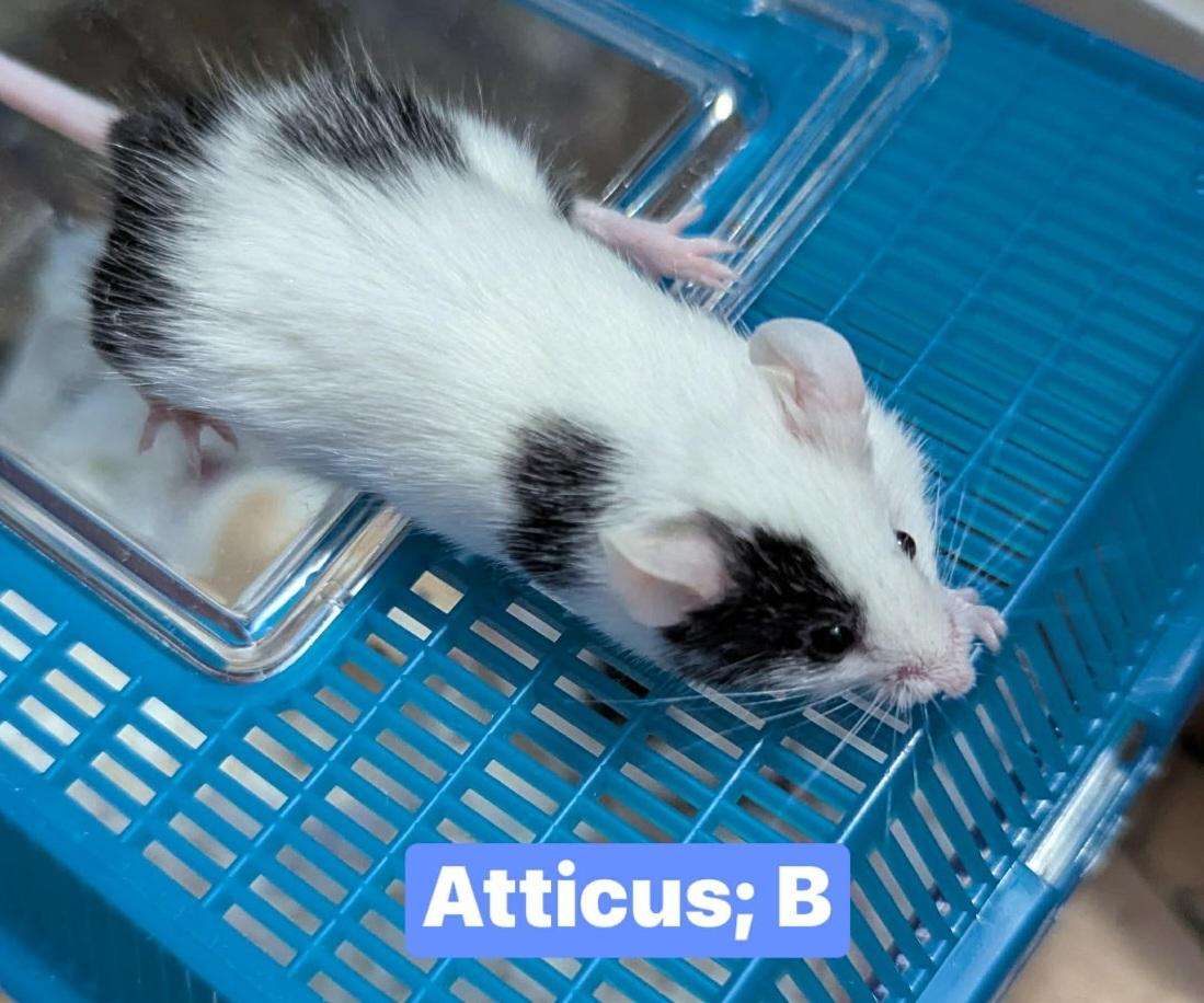 Enlarge Atticus, a Adoptable Mouse in Flanders, NJ image 1/1