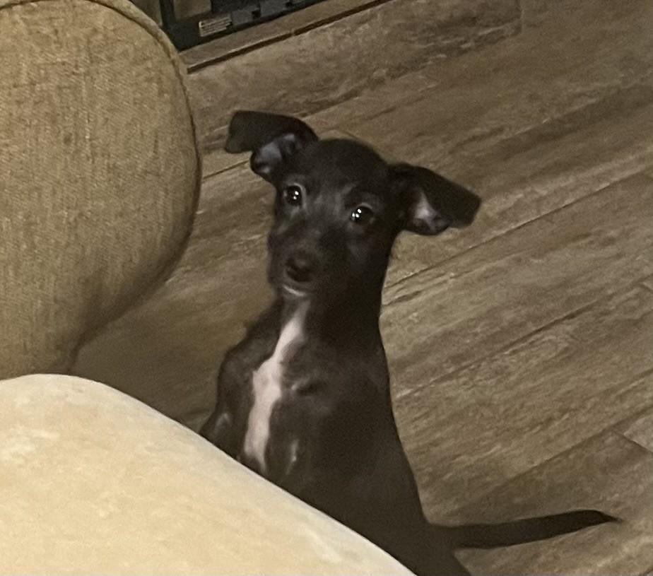 KELLY, Adoptable, Puppy Female Terrier.