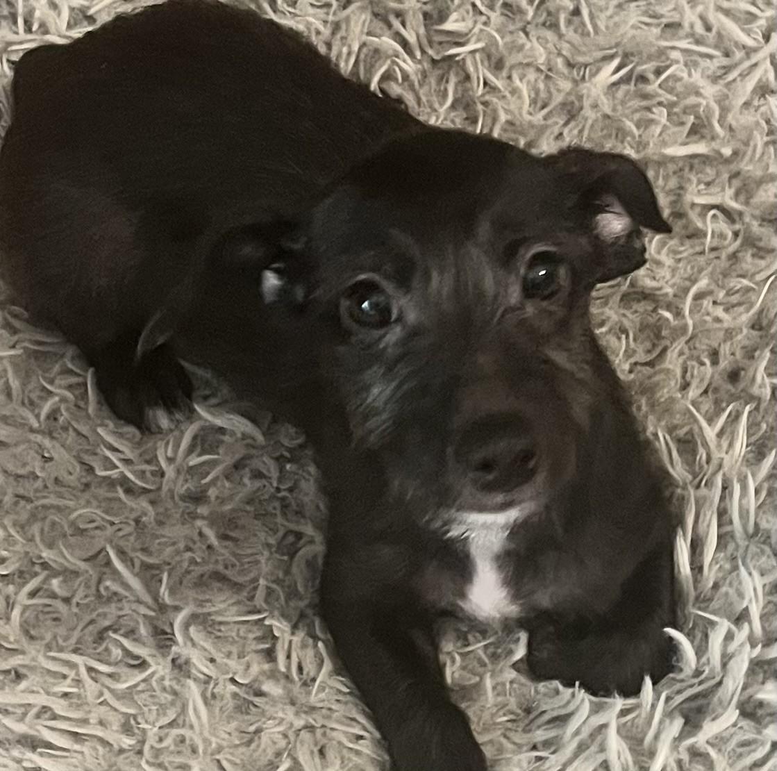 Enlarge KELLY, a Adoptable mixed breed in fort worth, TX image 2/6