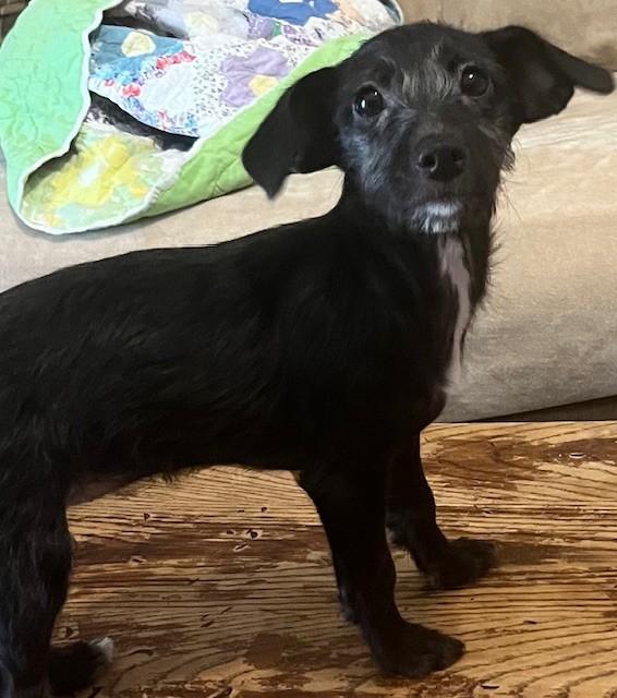 Enlarge KELLY, a Adoptable mixed breed in fort worth, TX image 3/6