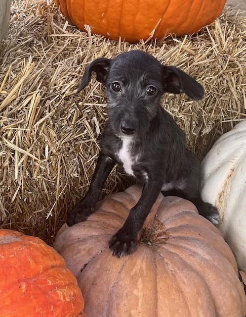 Enlarge KELLY, a Adoptable mixed breed in fort worth, TX image 4/6