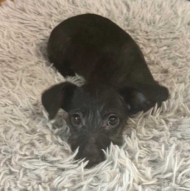 Enlarge KELLY, a Adoptable mixed breed in fort worth, TX image 6/6