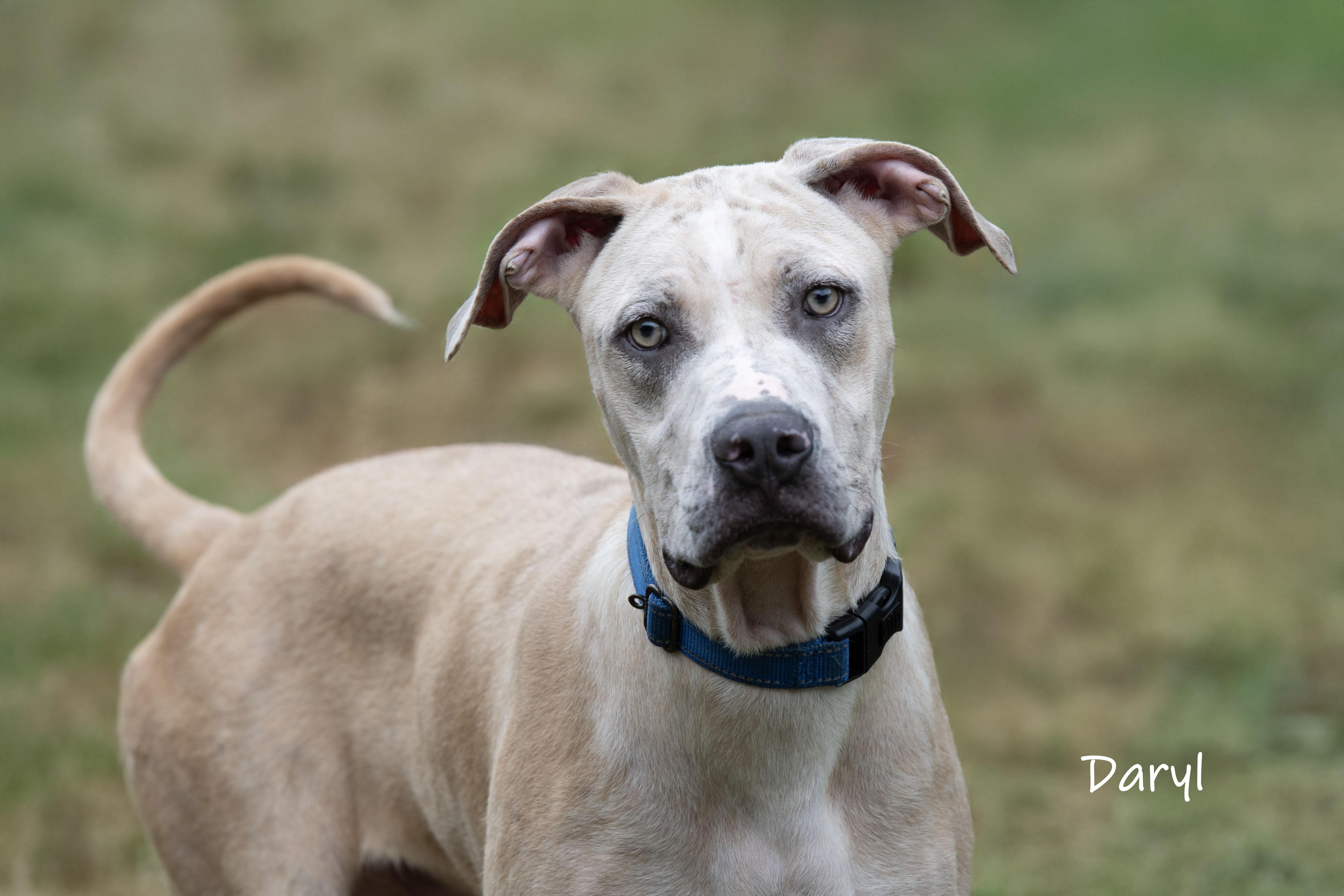 Daryl, Adoptable, Adult Male Great Dane & Catahoula Leopard Dog.