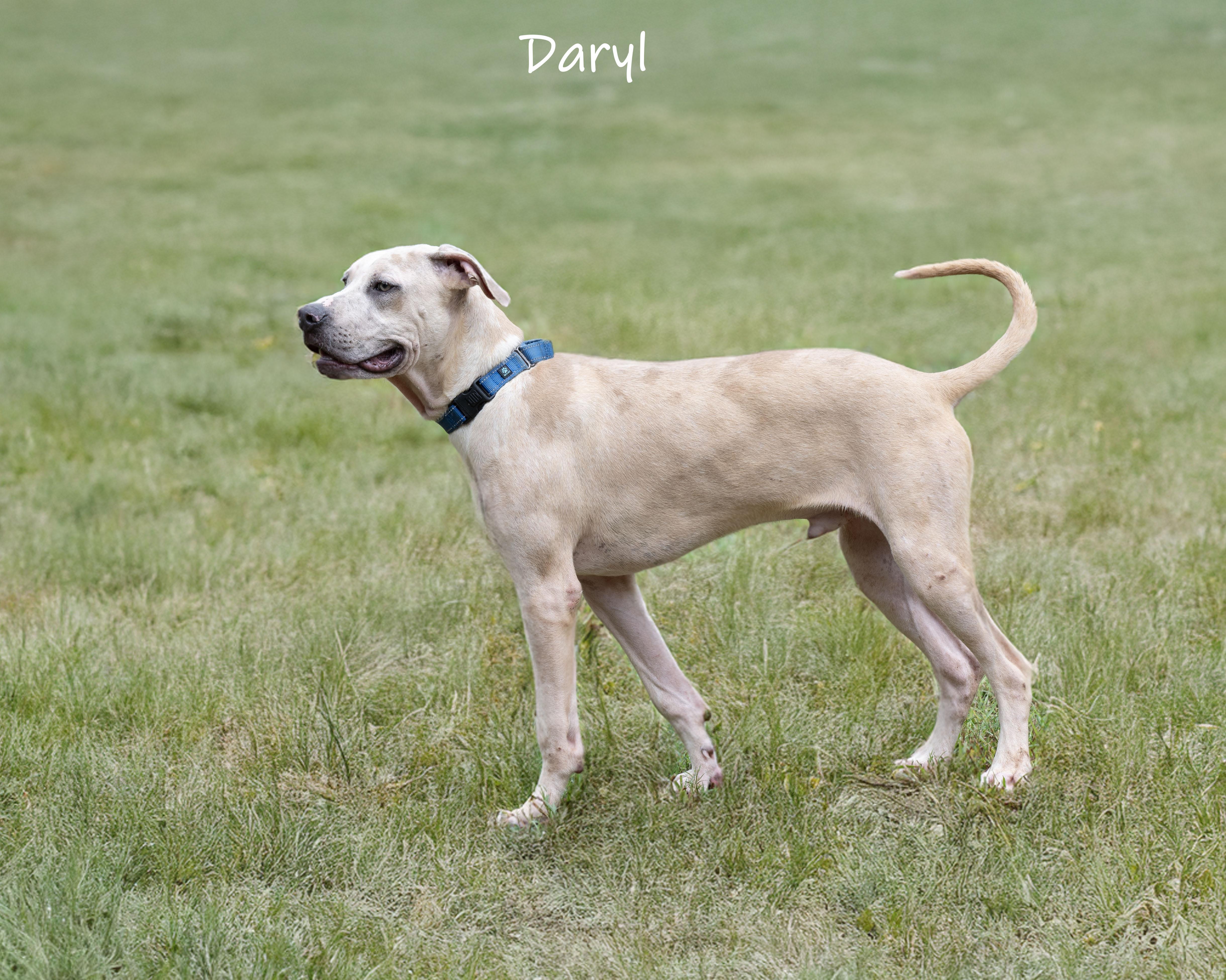 Enlarge Daryl, a Adoptable mixed breed in Bishop, GA image 3/6