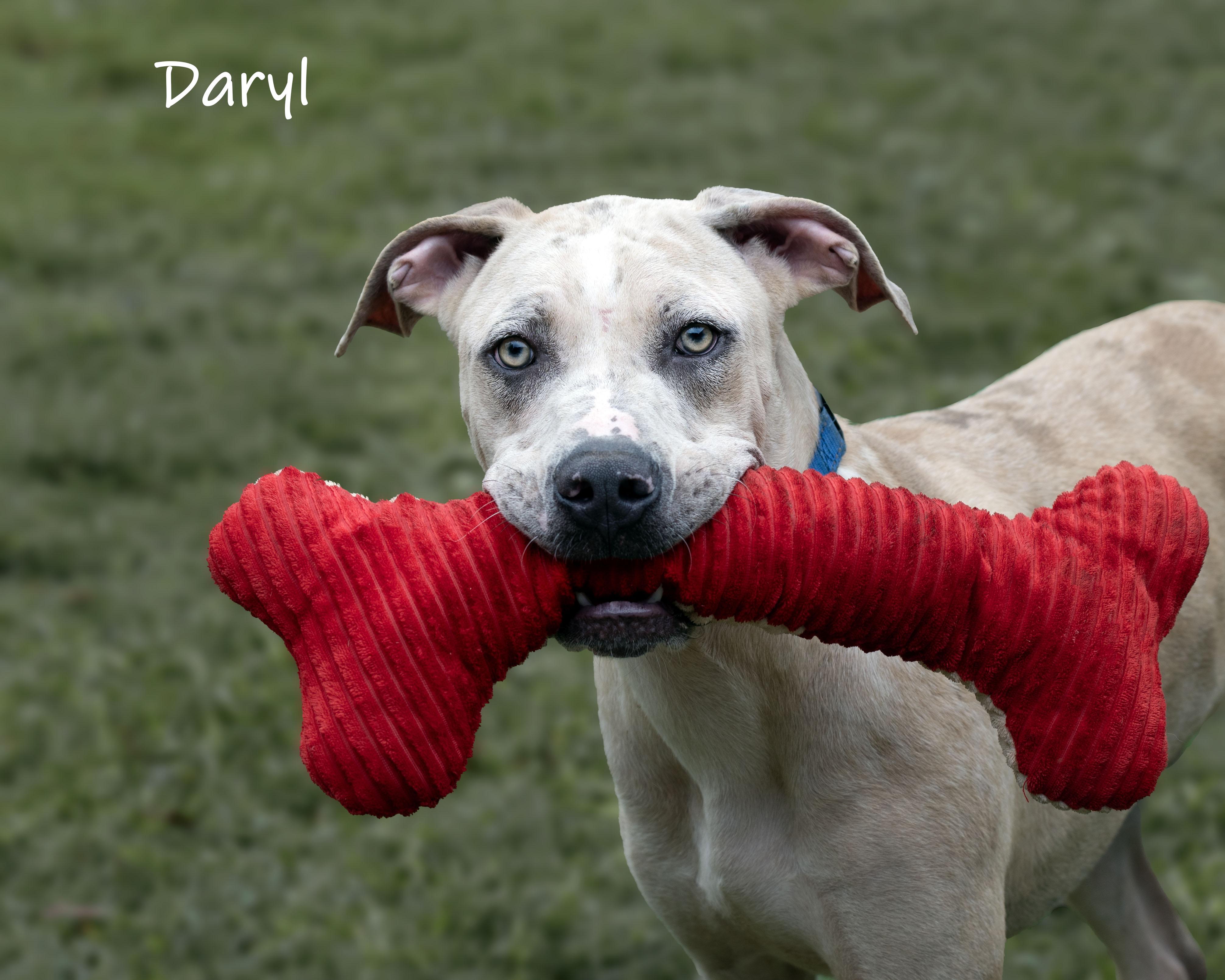 Enlarge Daryl, a Adoptable mixed breed in Bishop, GA image 6/6