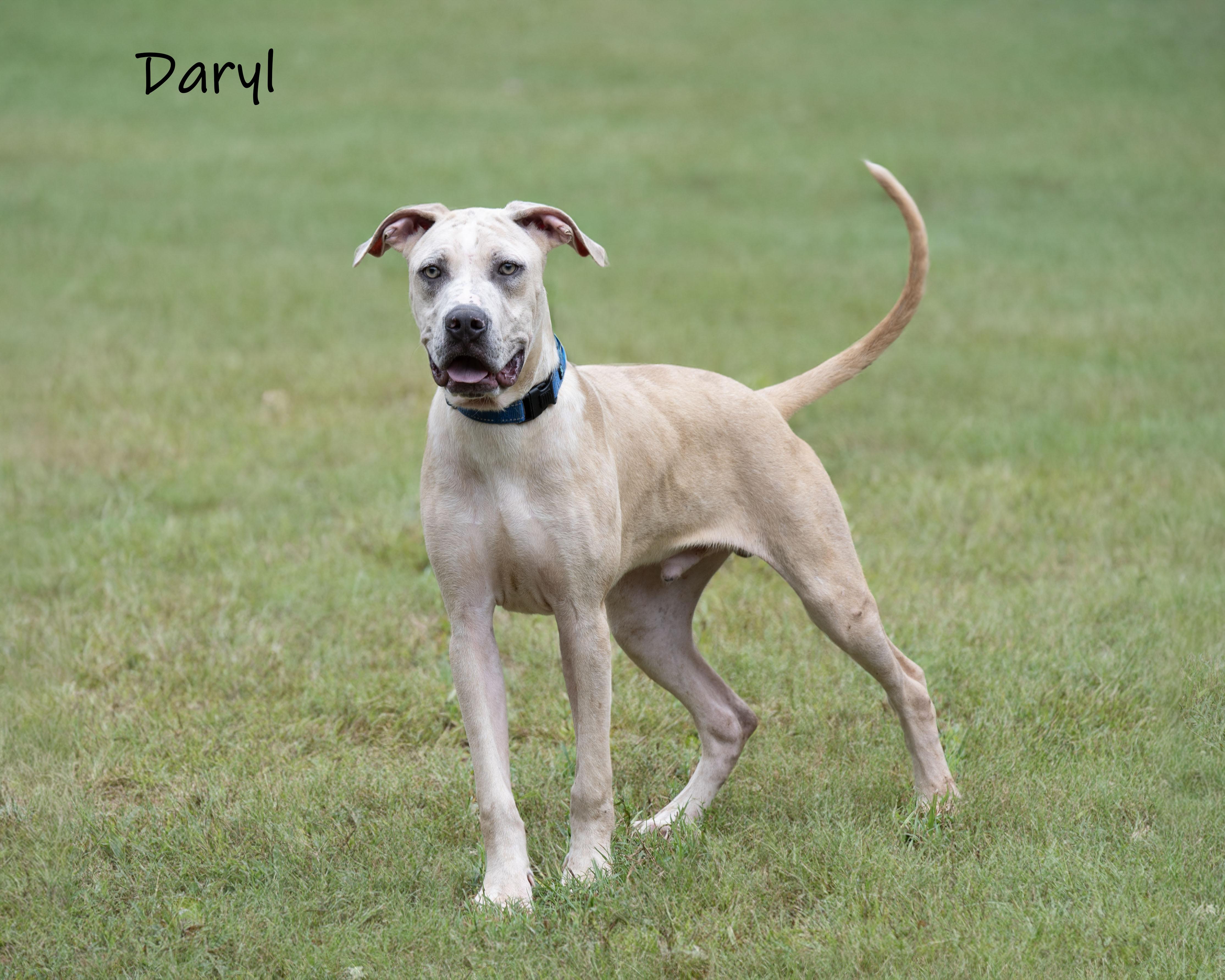 Enlarge Daryl, a Adoptable mixed breed in Bishop, GA image 2/6
