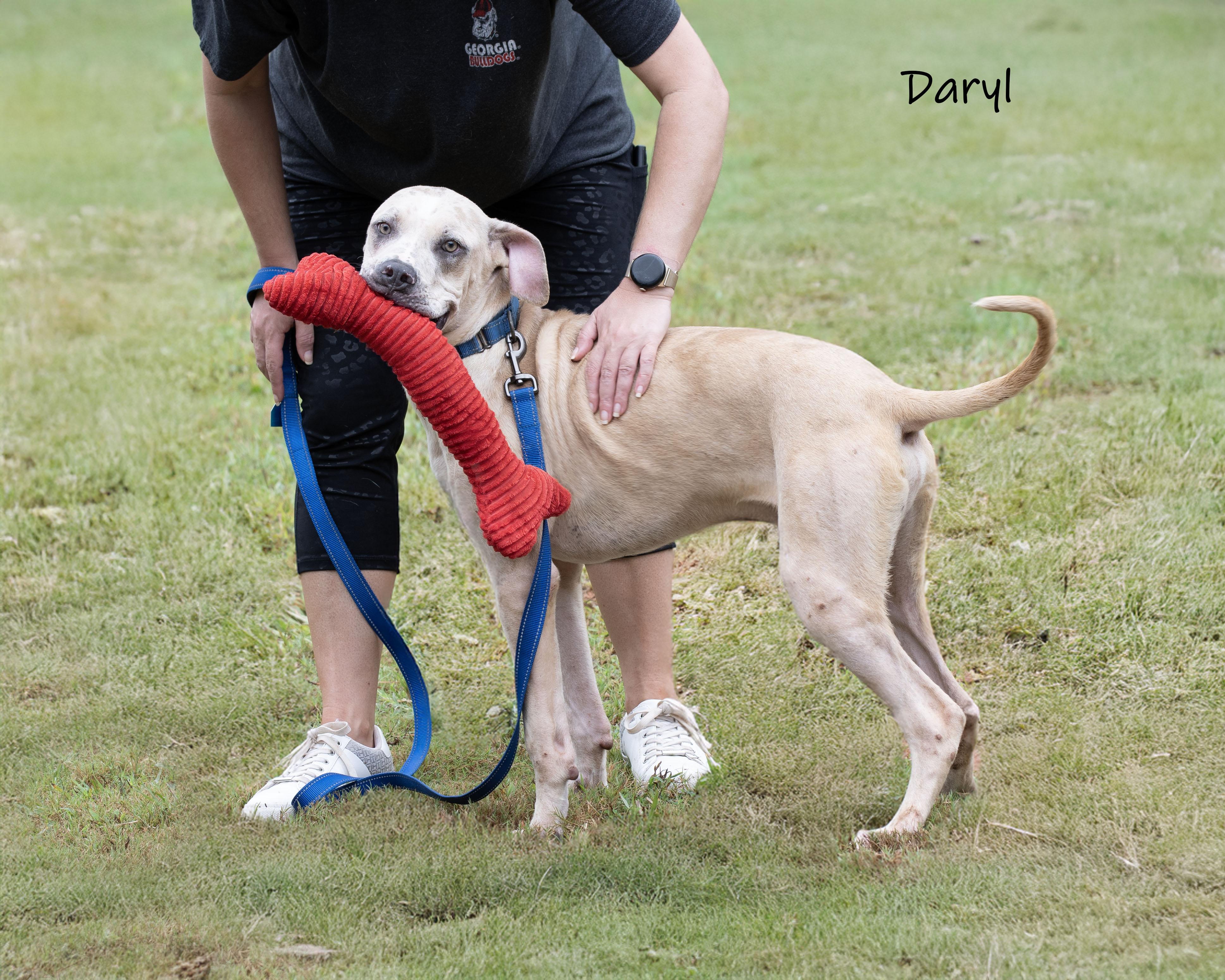 Enlarge Daryl, a Adoptable mixed breed in Bishop, GA image 5/6