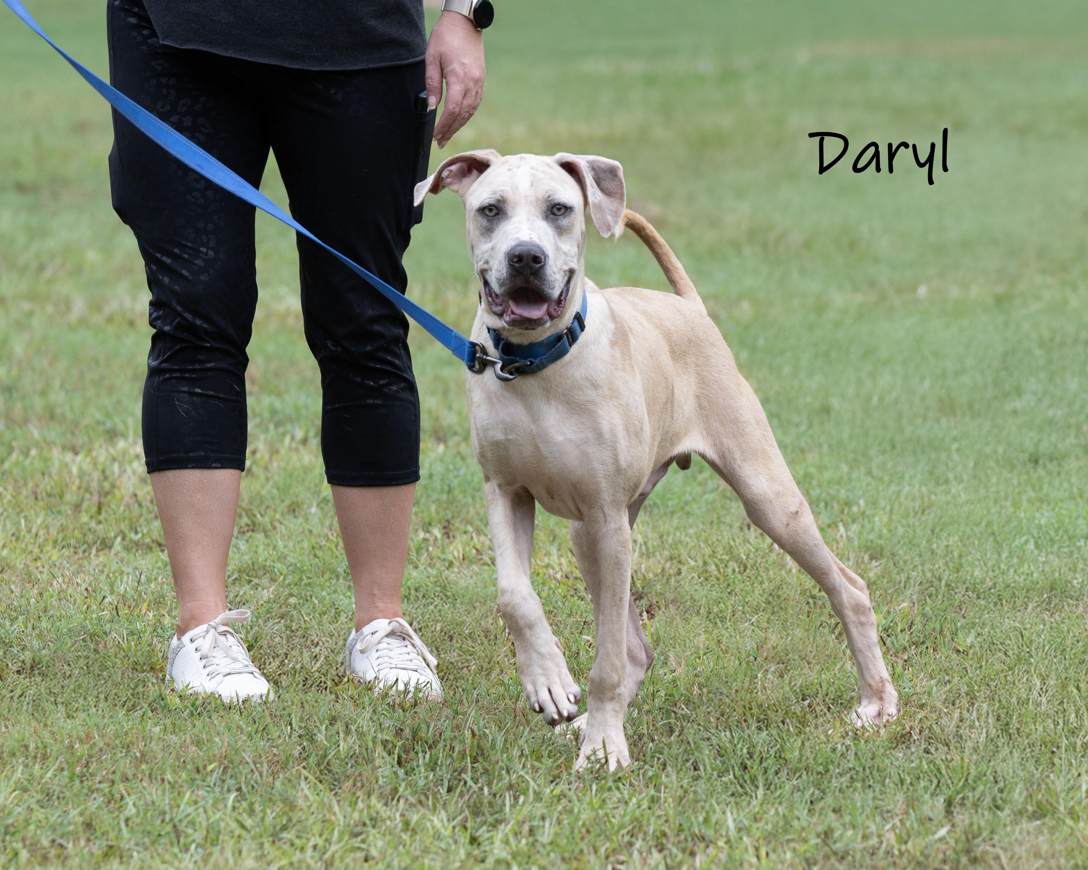 Enlarge Daryl, a Adoptable mixed breed in Bishop, GA image 4/6