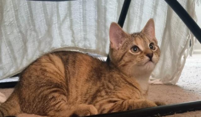 Enlarge Soul River, a Adoptable mixed breed in Pawtucket, RI image 4/5