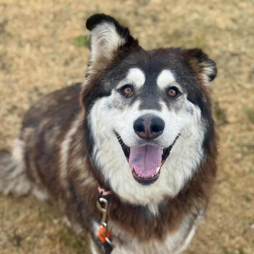 Pearl, Adoptable, Adult Female Alaskan Malamute & Mixed Breed.