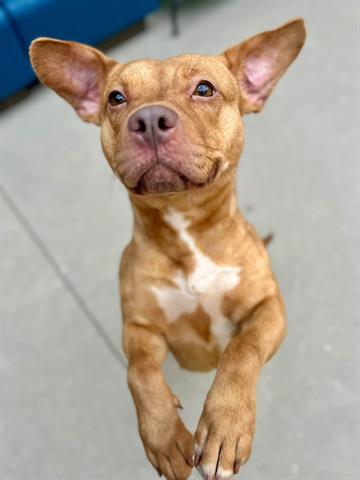 KANGA, Adoptable, Young Female Pit Bull Terrier.