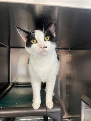 Oriana, Adoptable, Adult Female Domestic Short Hair.