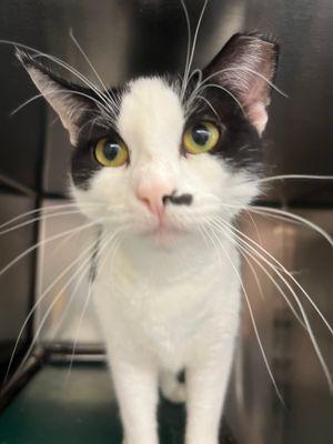 Enlarge Oriana, a Adoptable Domestic Short Hair in Williamsport, PA image 2/2