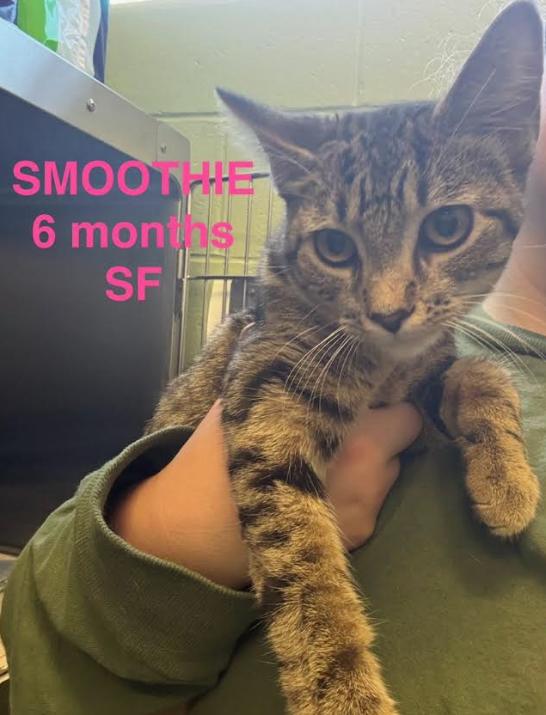 Enlarge SMOOTHIE, a ADOPTABLE Domestic Short Hair in Cicero, IL image 1/1